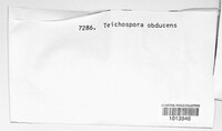 Praetumpfia obducens image